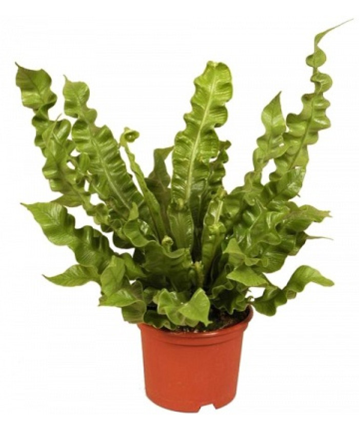 Асплениум Криспи Вейв 12/25см