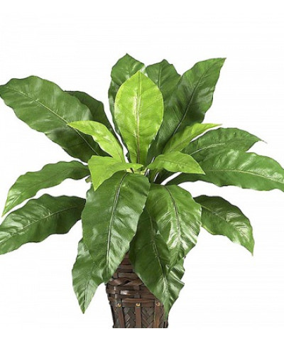 Асплениум Нидус 12/20см