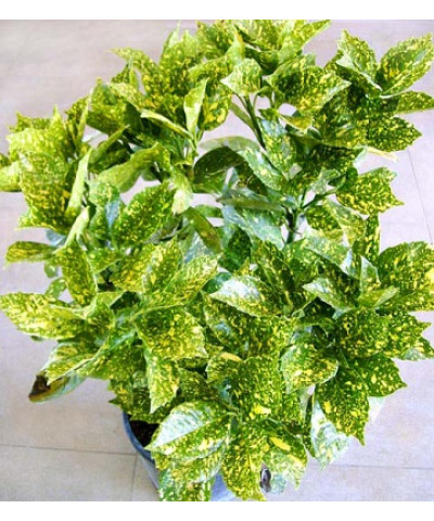 Аукуба 12х25 см