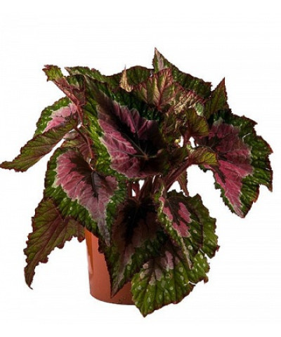 Бегония Рэкс 12/30см