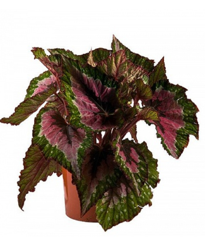 Бегония Рэкс 12/30см