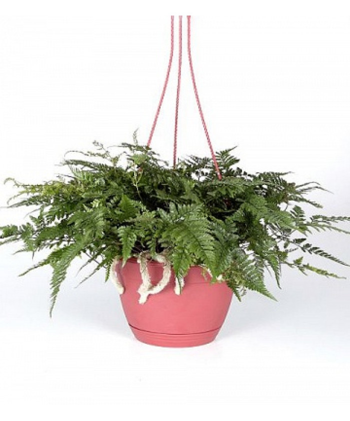 Даваллия 12/25см