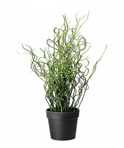 Джункус Спираль 12х30_см