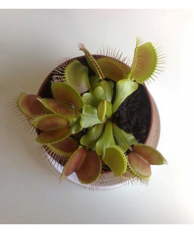 Дионея Мусципула 9/10см