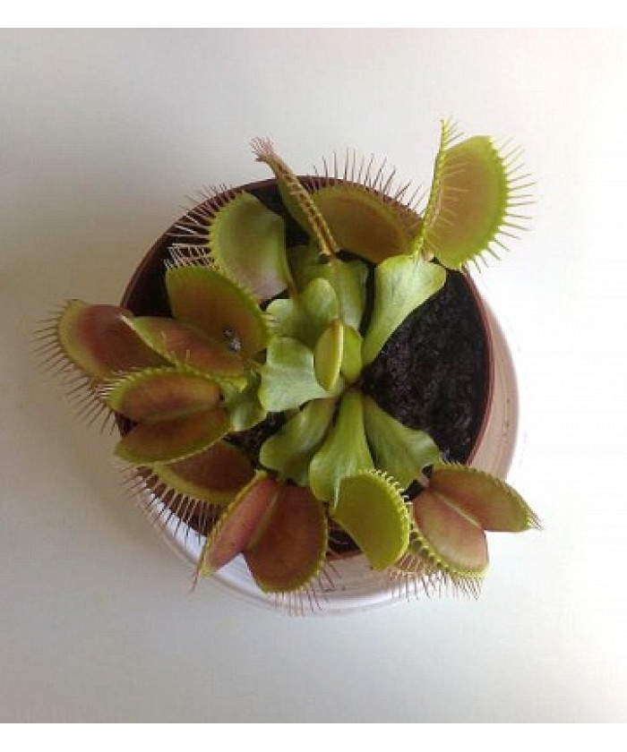 Дионея Мусципула 9/10см