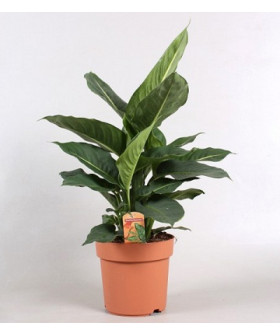 Диффенбахия Грин Мэджик 17/50см