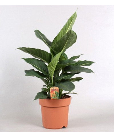 Диффенбахия Грин Мэджик 17/50см