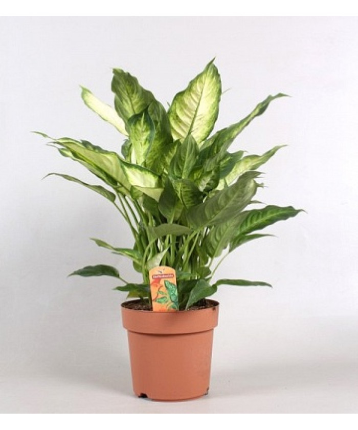 Диффенбахия Камилла 12/30см