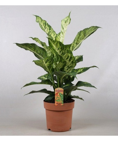 Диффенбахия Марс 17х50см