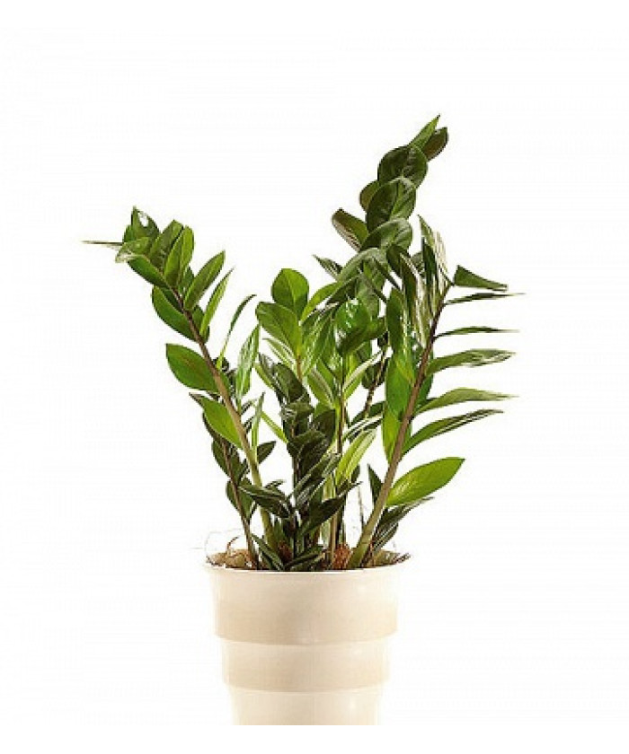 Замиокулькас 19/80см