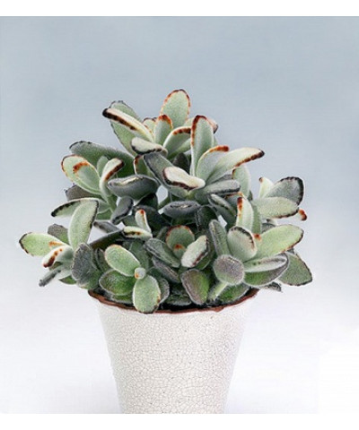 Каланхоэ Томентоза 9/15см