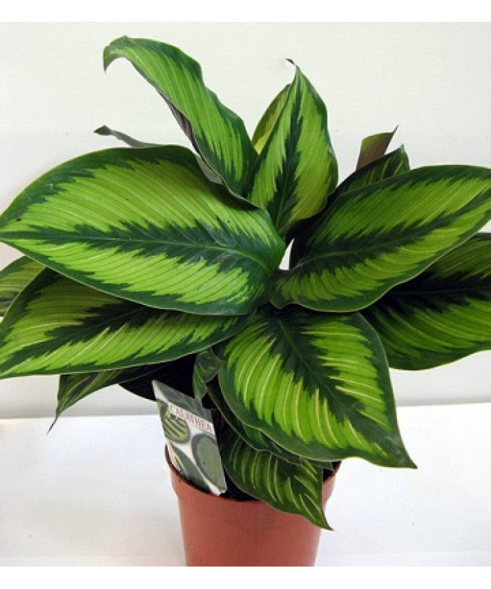 Калатея Бьюти Стар 12/40см