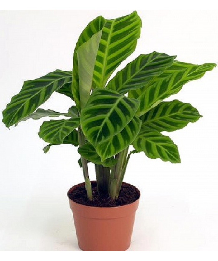 Калатея Зебрина 12/30см