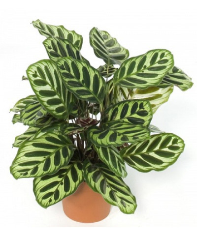 Калатея Макояна 12/30см