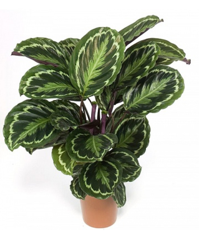 Калатея Медальон 12/25см