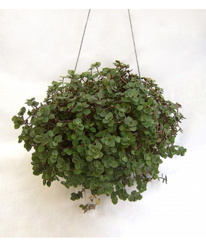 Каллизия Тартл 11х15_см