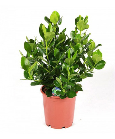 Клузия Принцесс 12/30см