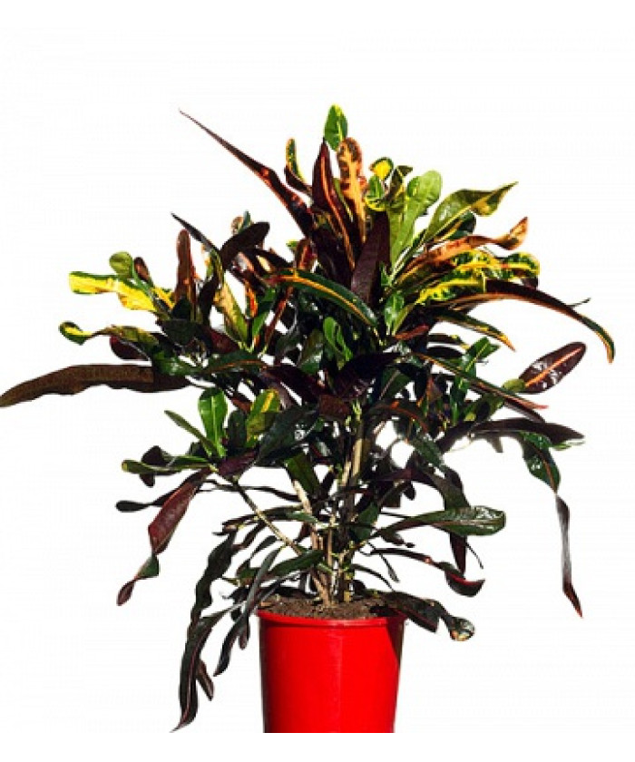 Кодиеум Мамми 12/30см