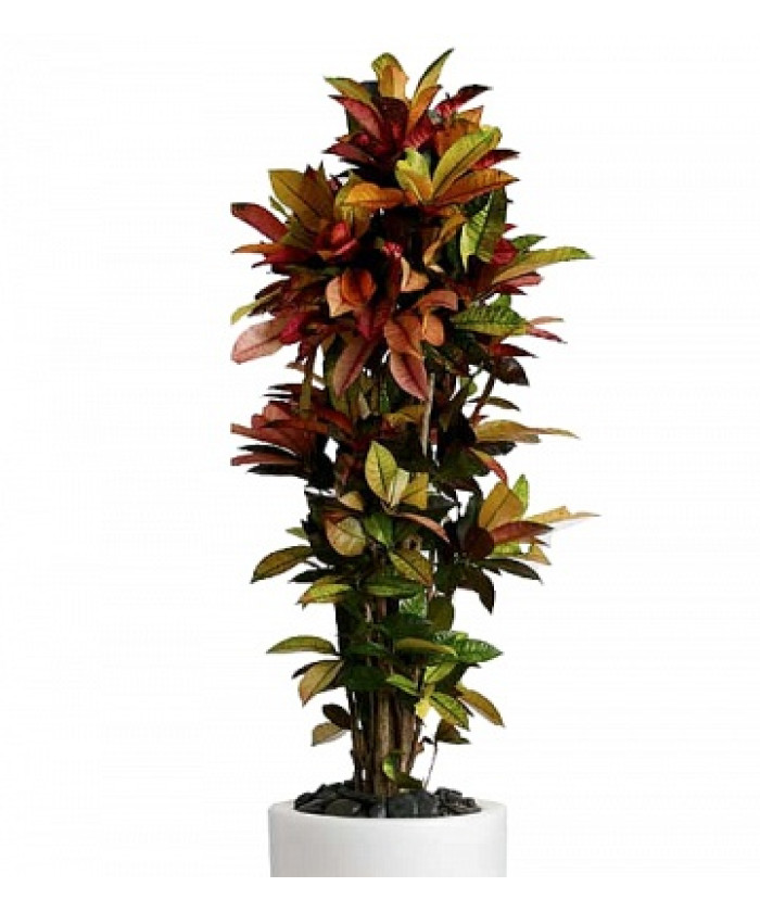 Кодиеум Миссис Айстон 27/100см