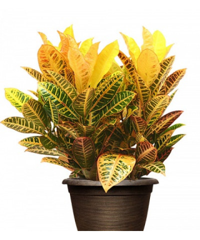 Кодиеум Петра 12/35 см