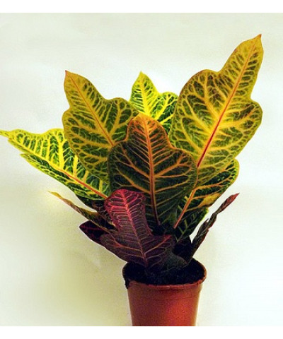 Кодиеум Экселент 12/40 см