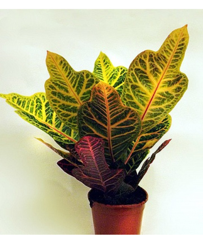 Кодиеум Экселент 12/40 см