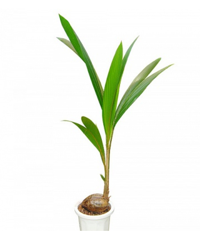 Кокос Нуцифера 19х160 см