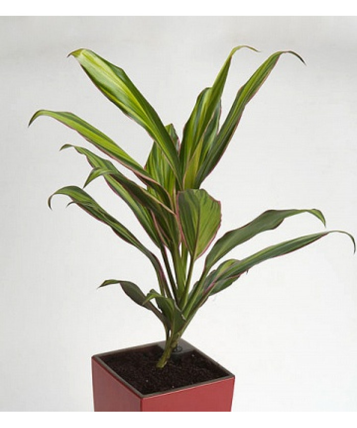 Кордилина Киви 12/35см