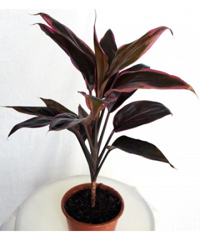 Кордилина Танго 12/35см