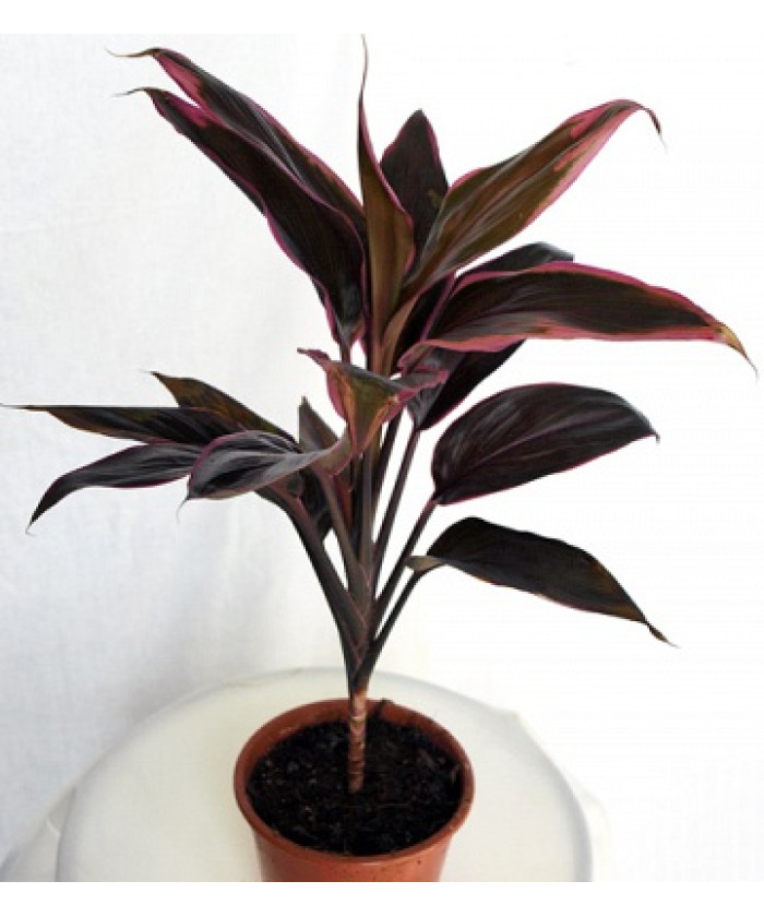 Кордилина Танго 12/35см