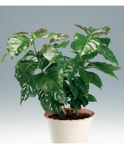 Кофе Арабика 12/25см