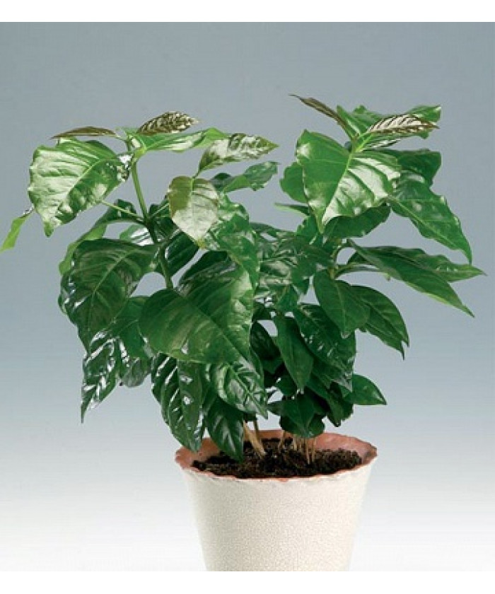 Кофе Арабика 12/25см