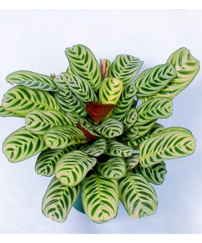 Ктенанте Бурле Маркси 12/30см