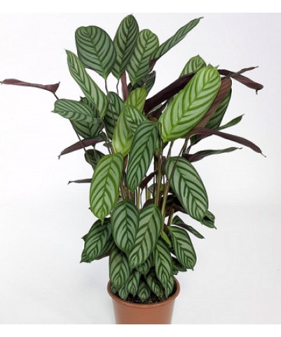 Ктенанте Оппенгейма 17/50см