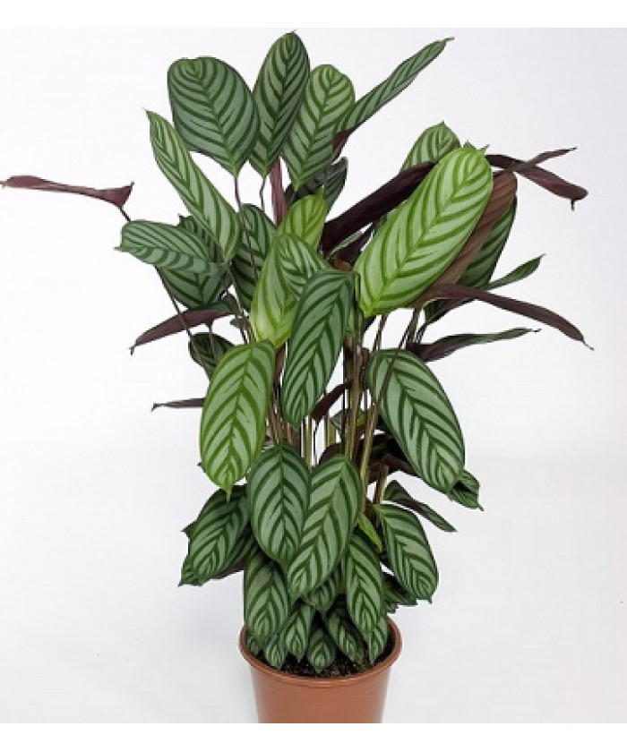 Ктенанте Оппенгейма 17/50см