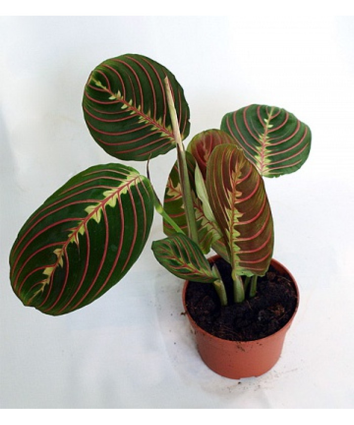 Маранта 10/25см