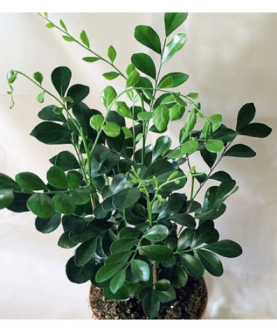 Муррайя Паникулата 12х35_см