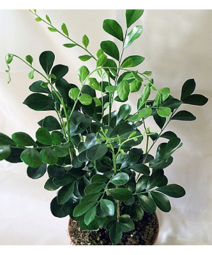 Муррайя Паникулата 12х35_см