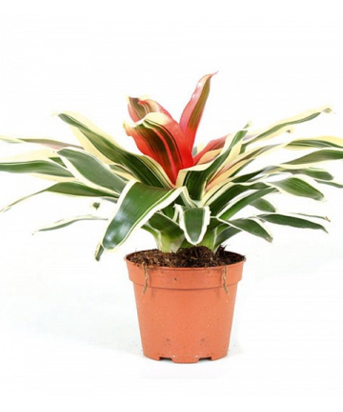 Неорегелия Фландрия 13/30см