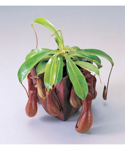 Непентес Алата 12/45см