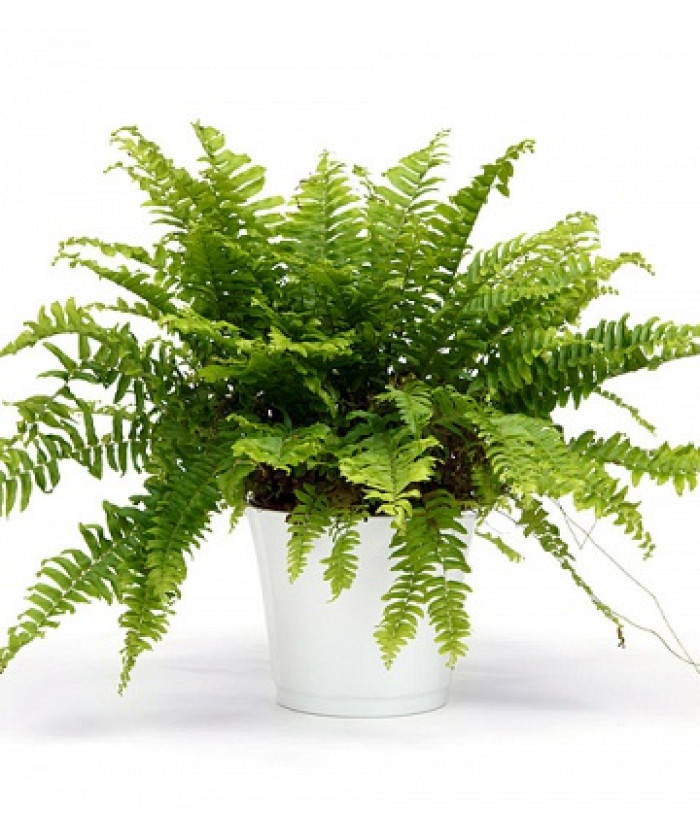 Нефролепис Бостон 12/30см