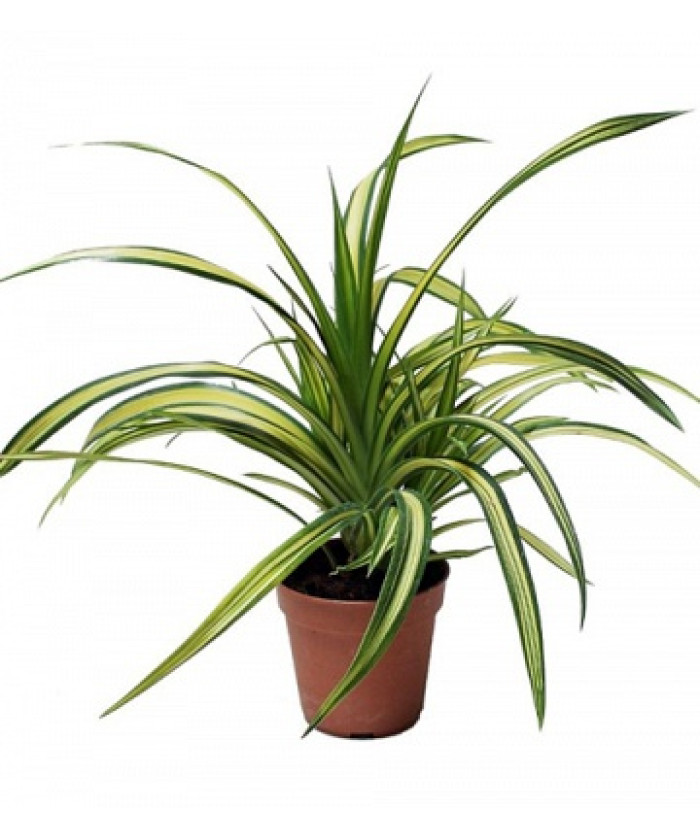 Панданус 23х90 см