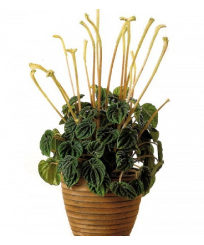 Пеперомия Лилиан 12х30 см