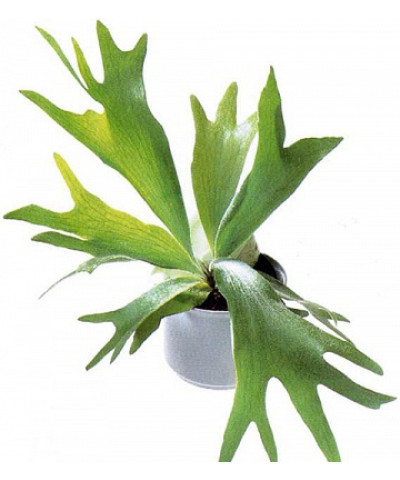 Платицериум 12х30см