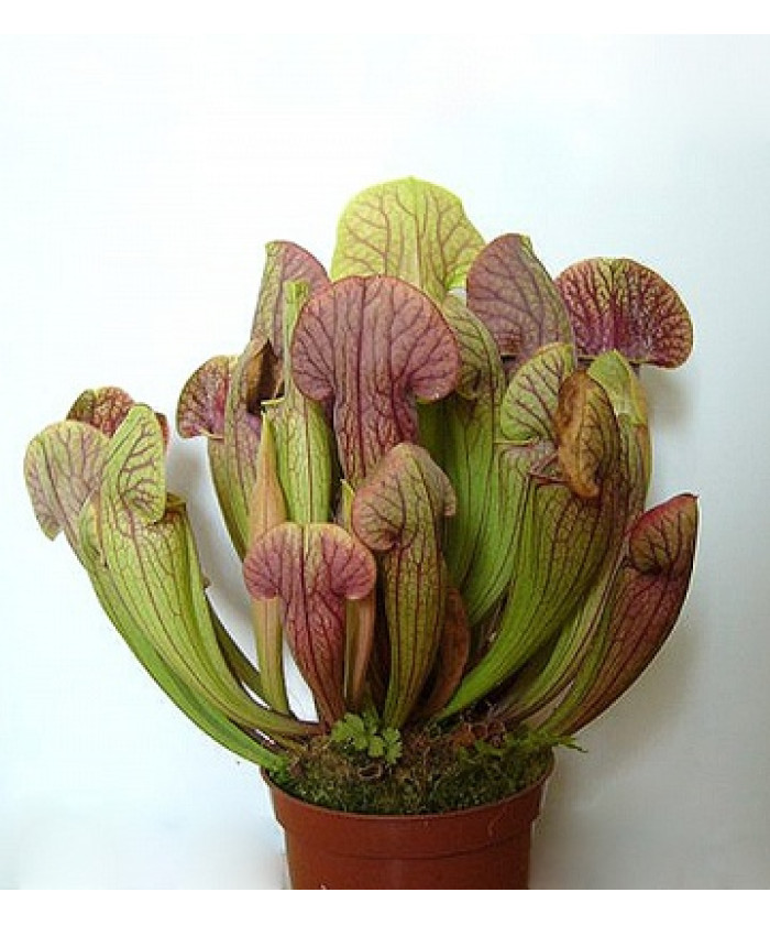 Саррацения