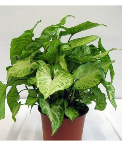 Сингониум Эрроу 12/25см