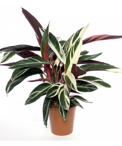 Строманта Триостар 14/55см