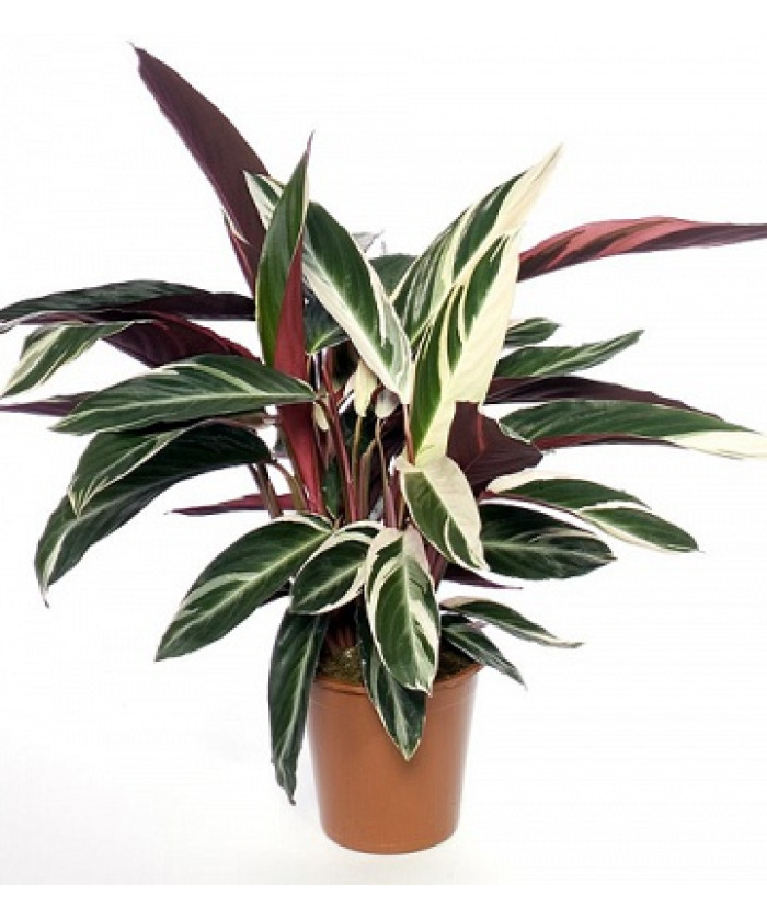 Строманта Триостар 14/55см