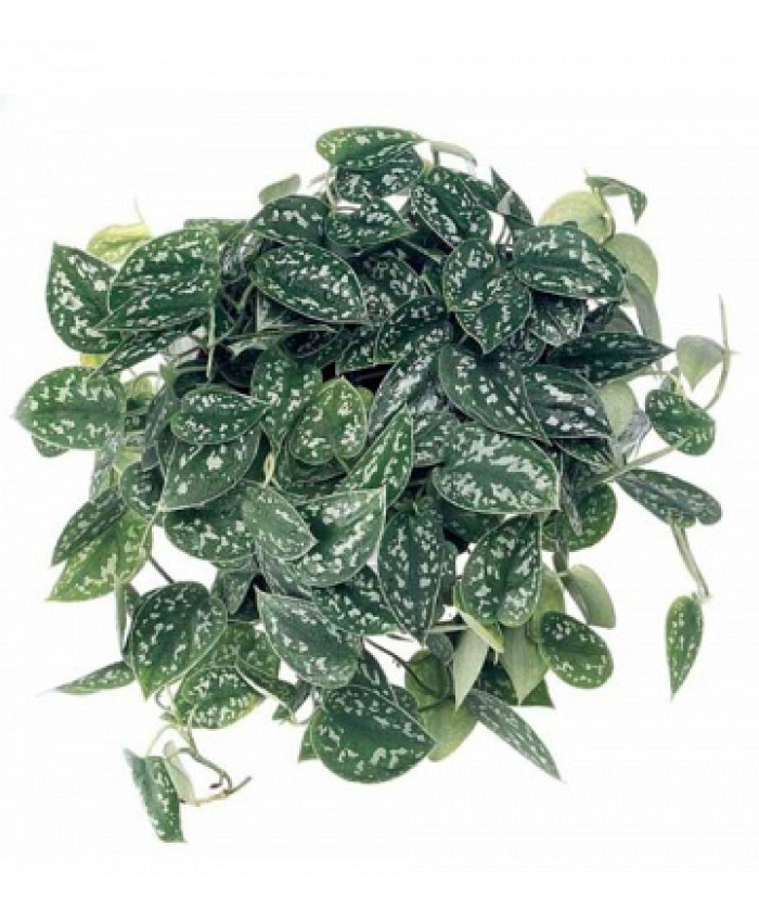 Сциндапсус Аргираеус 12х20_см