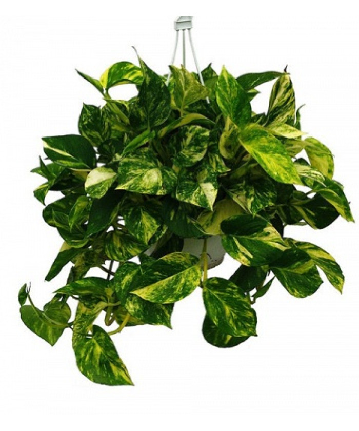 Сциндапсус Голден Потос 15х60_см